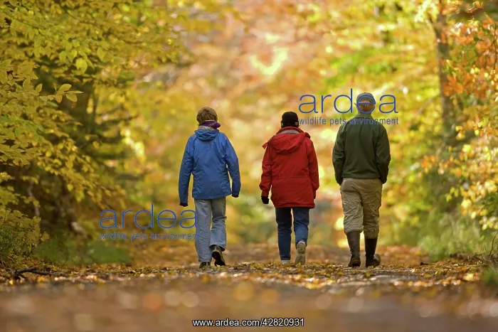 : Hiking - rear view of hikers walking away alongside : Hiking - rear view of hikers walking away alongside