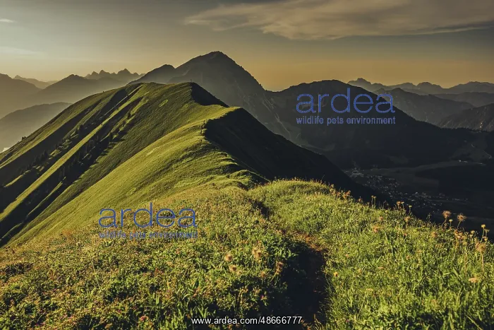: Hiking tour on the Hic nig mountain in the Lechtal valley ne : Hiking tour on the Hic nig mountain in the Lechtal valley ne