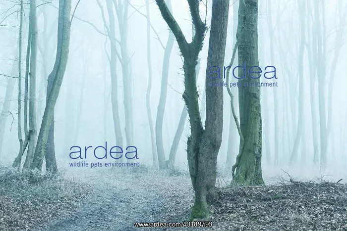 : Hiking trail through bare forest in winter, frozen : Hiking trail through bare forest in winter, frozen