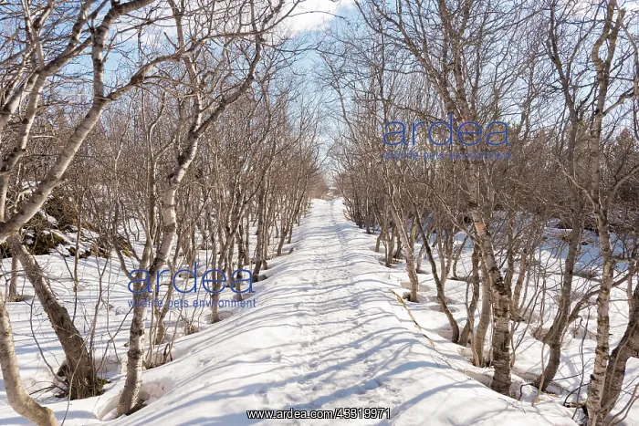 : Hiking trail through a bare mountain forest in winter : Hiking trail through a bare mountain forest in winter