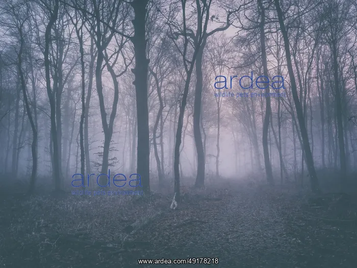  : Hiking trail through beech forest with fog in winter