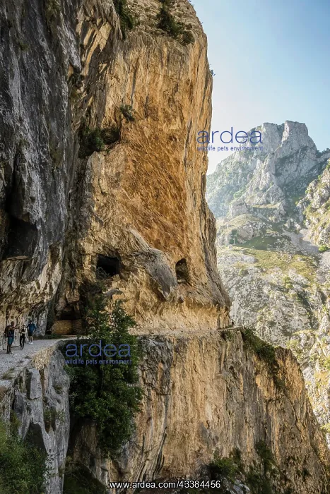 : Hiking trail through the Cares Gorge, Rio Cares : Hiking trail through the Cares Gorge, Rio Cares