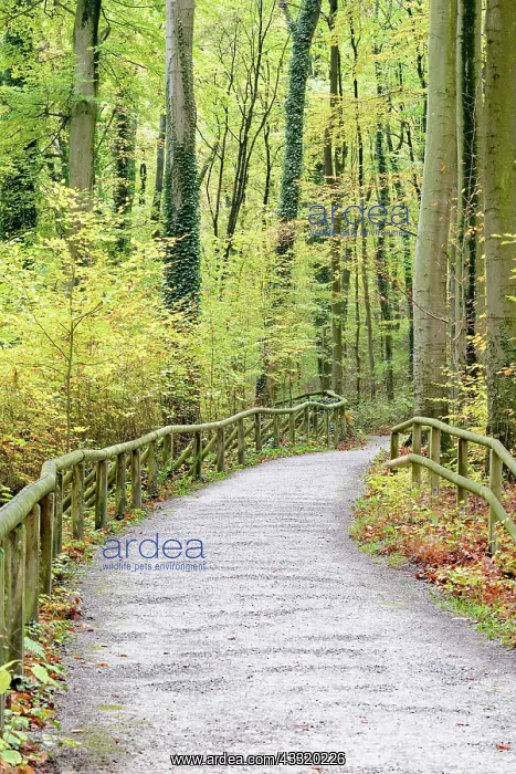 : Hiking trail through Common beeches (Fagus sylvatica) : Hiking trail through Common beeches (Fagus sylvatica)