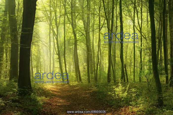 : Hiking trail in deciduous forest, sunbeams break through : Hiking trail in deciduous forest, sunbeams break through