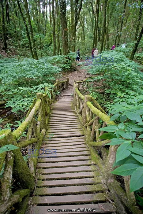 : Hiking trail in Doi Inthanon National Park : Hiking trail in Doi Inthanon National Park