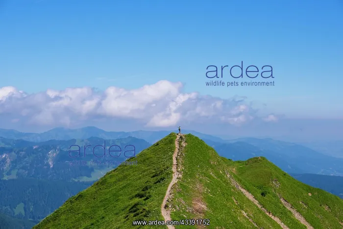 : Hiking trail from Fellhorn, 2038m, to Snllereck : Hiking trail from Fellhorn, 2038m, to Snllereck