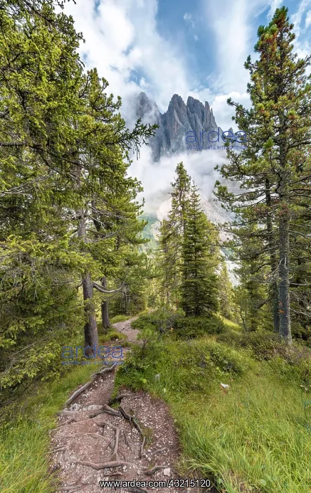 : Hiking trail in the forest, behind Sass Rigais : Hiking trail in the forest, behind Sass Rigais