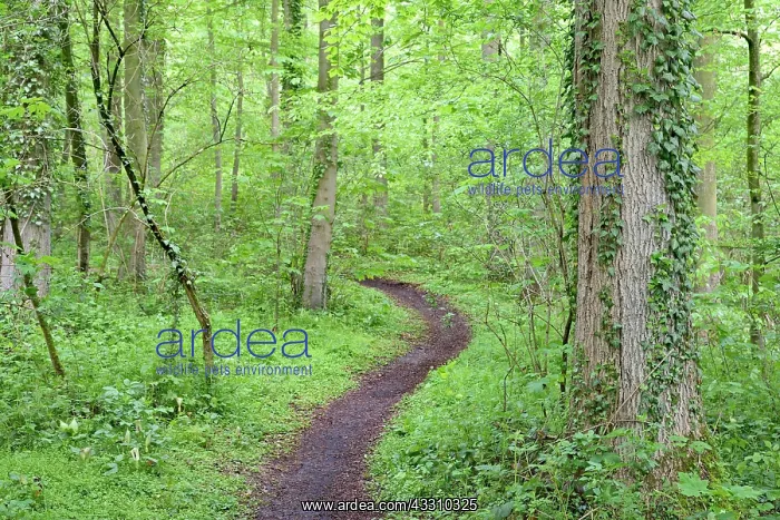 : Hiking trail leads through a dense deciduous forest : Hiking trail leads through a dense deciduous forest