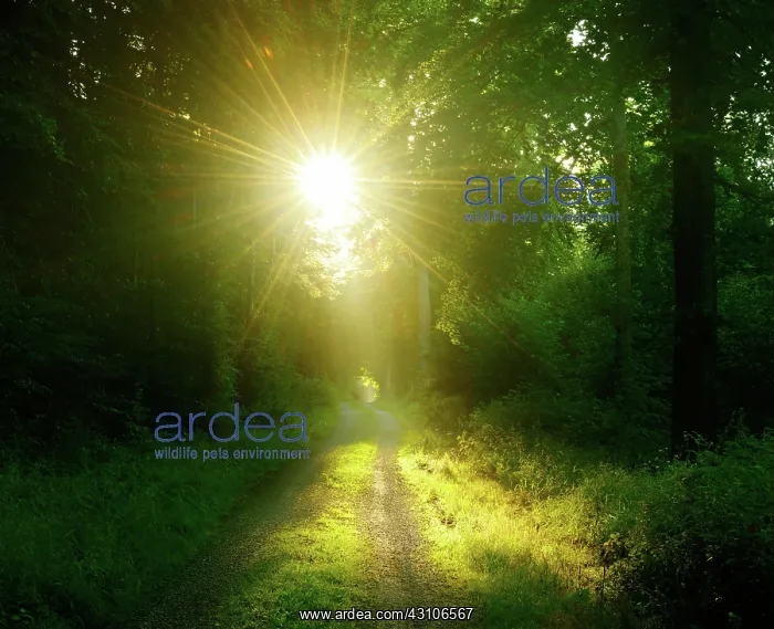 : Hiking trail through light-flooded beech forest : Hiking trail through light-flooded beech forest