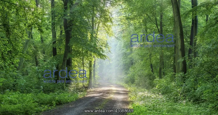 : Hiking trail through light-flooded beech forest : Hiking trail through light-flooded beech forest