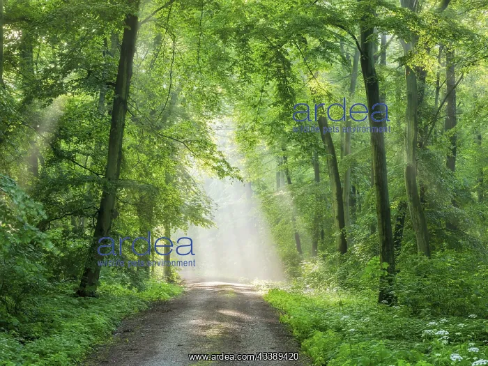 : Hiking trail through light-flooded beech forest : Hiking trail through light-flooded beech forest