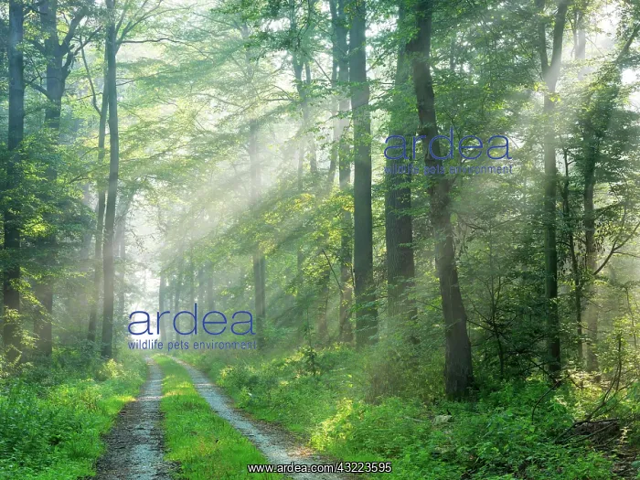 : Hiking trail through light-flooded deciduous forest : Hiking trail through light-flooded deciduous forest