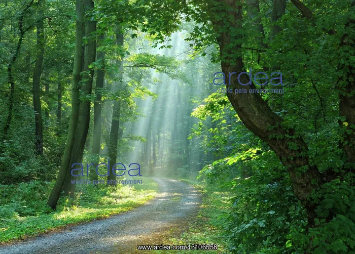 : Hiking trail through light-flooded forest, sun shines : Hiking trail through light-flooded forest, sun shines