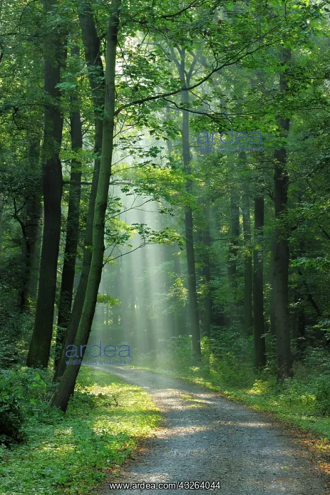 : Hiking trail through light-flooded forest, sun shines : Hiking trail through light-flooded forest, sun shines