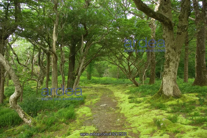 : Hiking trail near Muckross House, Killarney : Hiking trail near Muckross House, Killarney