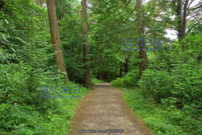 : Hiking trail near Muckross House, Killarney : Hiking trail near Muckross House, Killarney