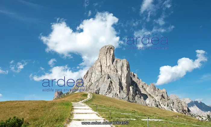: Hiking trail at Passo Giau with summit La Gusela : Hiking trail at Passo Giau with summit La Gusela