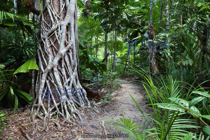: Hiking trail in a rainforest with a Strangler Fig : Hiking trail in a rainforest with a Strangler Fig