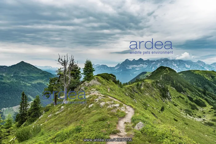 : Hiking trail on ridge, mountains, Schladming Tauern : Hiking trail on ridge, mountains, Schladming Tauern