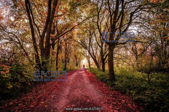 : Hiking trail through a small forest with red leaves : Hiking trail through a small forest with red leaves