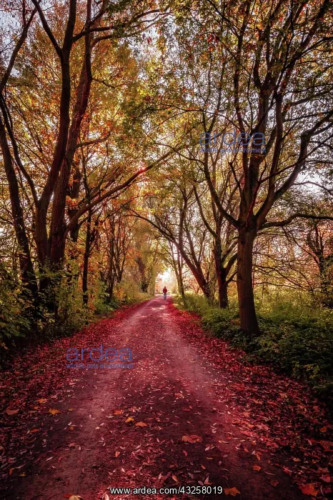 : Hiking trail through a small forest with red leaves : Hiking trail through a small forest with red leaves