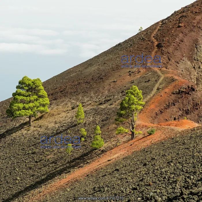: Hiking trail at the volcano Martin, Cumbre Vieja : Hiking trail at the volcano Martin, Cumbre Vieja