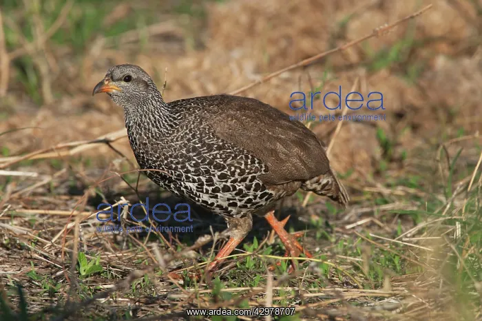 : Hildebrandt's Francolin : Hildebrandt's Francolin