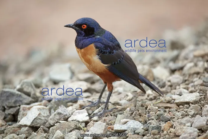  : Hildebrandt's Starling