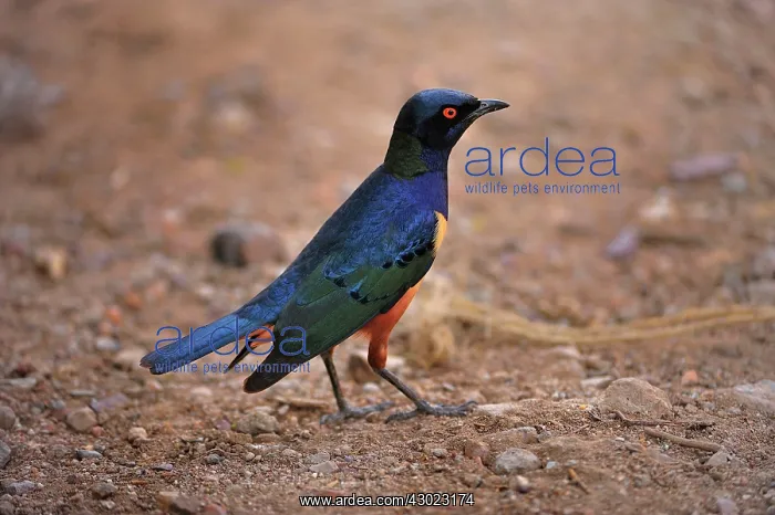 : Hildebrandt's Starling : Hildebrandt's Starling