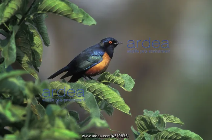 : Hildebrandt's Starling : Hildebrandt's Starling