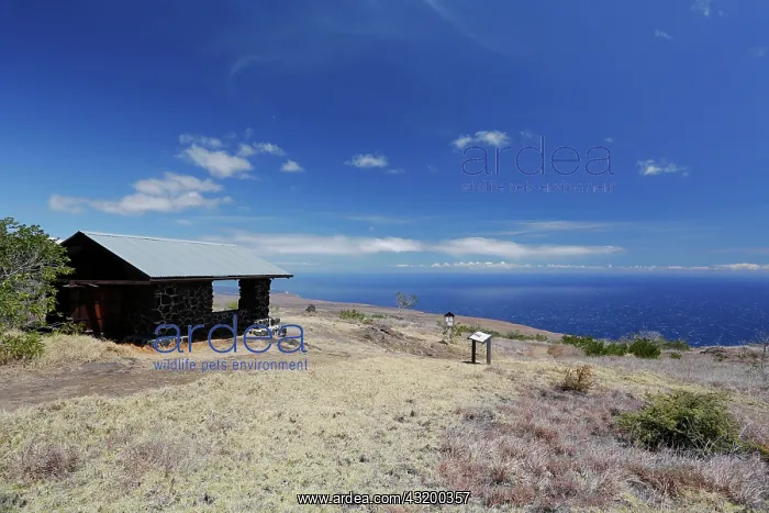 : Hilina Pali lookout and shelter, Hawai'i Volcanoes : Hilina Pali lookout and shelter, Hawai'i Volcanoes