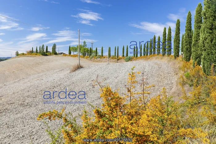 : Hill with avenue of columnar cypresses (Cupressus sempervirens) near Siena : Hill with avenue of columnar cypresses (Cupressus sempervirens) near Siena