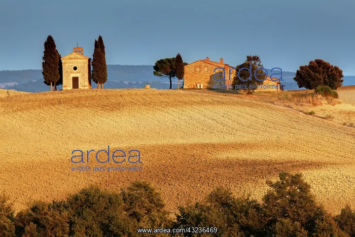 : Hill top Chapel of Vitaleta, Val d'Orcia : Hill top Chapel of Vitaleta, Val d'Orcia