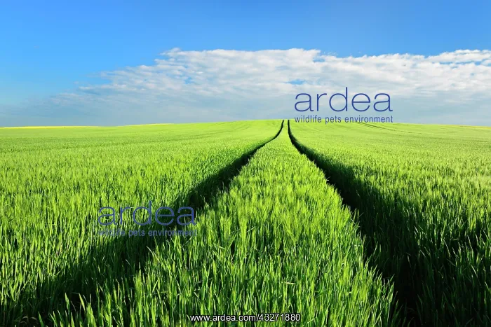 : Hill with green cornfield in spring under blue sky : Hill with green cornfield in spring under blue sky