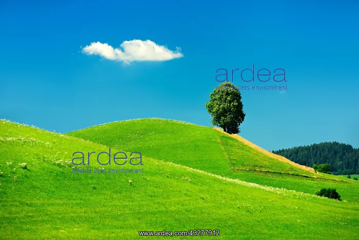 : Hill with green meadow and solitary linden tree : Hill with green meadow and solitary linden tree