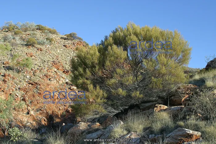 : Hill Mulga - and Spinifex covered hillsides behind : Hill Mulga - and Spinifex covered hillsides behind
