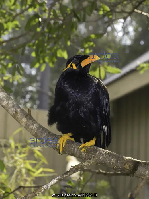 : Hill mynah : Hill mynah