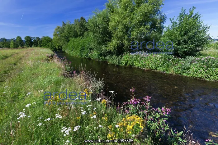 : Hill Stream - showing late summer vegetation : Hill Stream - showing late summer vegetation