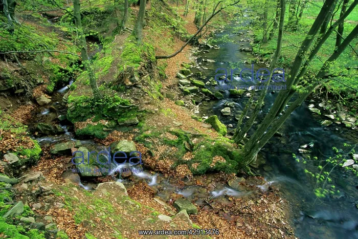 : Hill Stream - with tributary, in spring, Bramwald : Hill Stream - with tributary, in spring, Bramwald