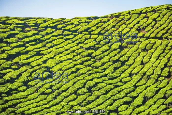 : Hill with tea plantations, tea growing, Cameron : Hill with tea plantations, tea growing, Cameron