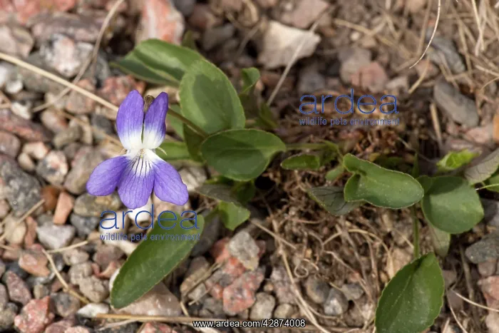 : Hill violet : Hill violet