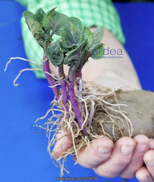 : Hills of central Serbia. Farmer displays : Hills of central Serbia. Farmer displays