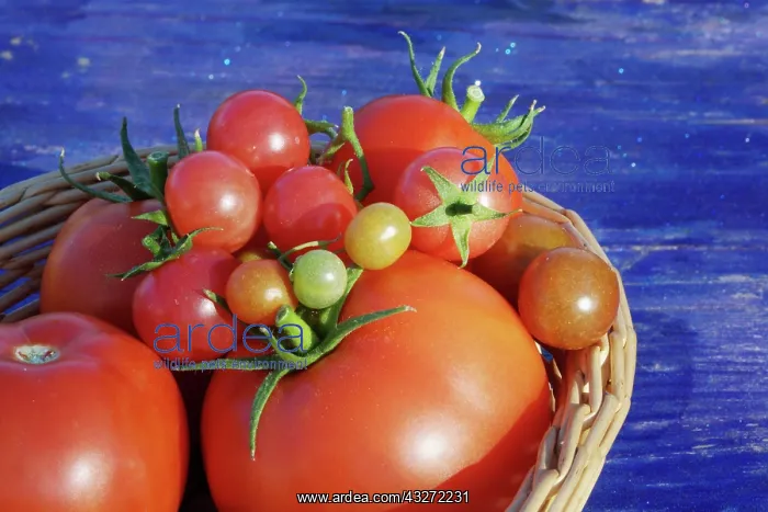 : Hills of central Serbia. Heirloom and hybrid : Hills of central Serbia. Heirloom and hybrid