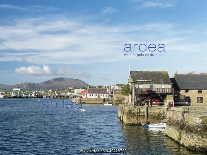 : The hills of Hoy in the background, Stromness : The hills of Hoy in the background, Stromness