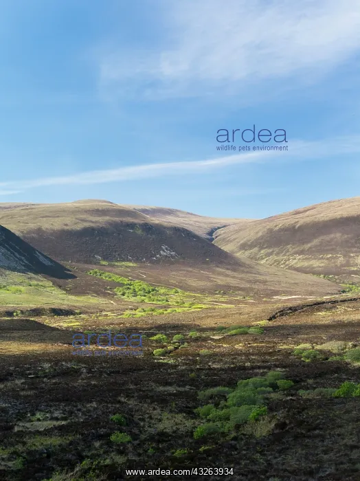 : The hills of north Hoy seen from Rackwick : The hills of north Hoy seen from Rackwick