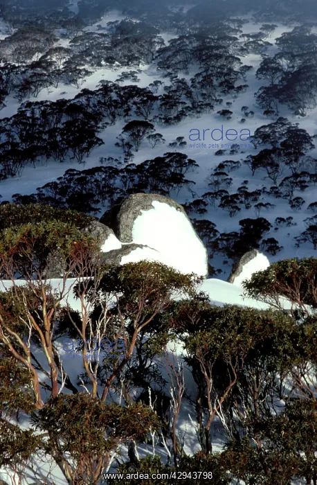  : Hillside with covering of Snow gums (Eucalyptus