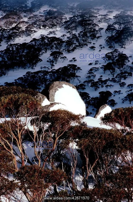 : Hillside with covering of Snow gums in winter : Hillside with covering of Snow gums in winter