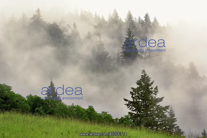  : Hillside of evergreen trees among fog, Bald Hills