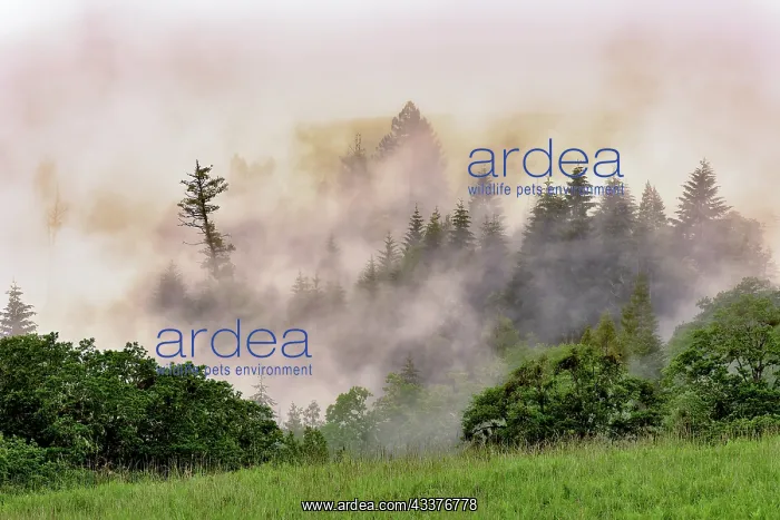 : Hillside of evergreen trees among fog, Bald Hills : Hillside of evergreen trees among fog, Bald Hills