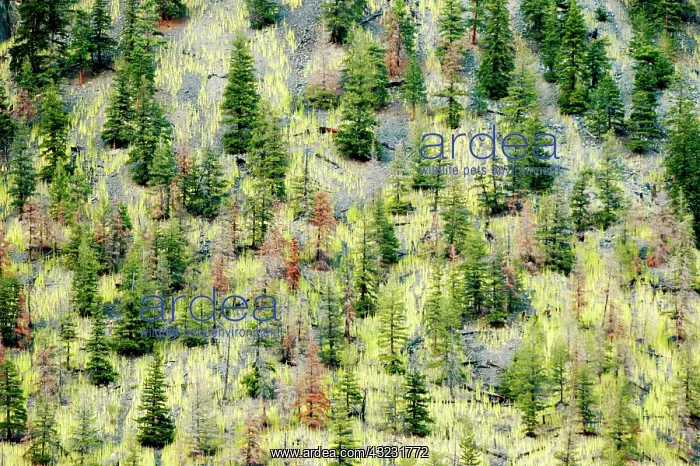 : Hillside re-growth after forest fire, Okanagan : Hillside re-growth after forest fire, Okanagan